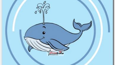 how to draw a whale step by step