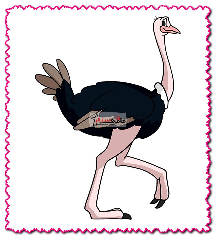 ostrich drawing with colour