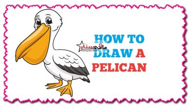 how to draw a pelican